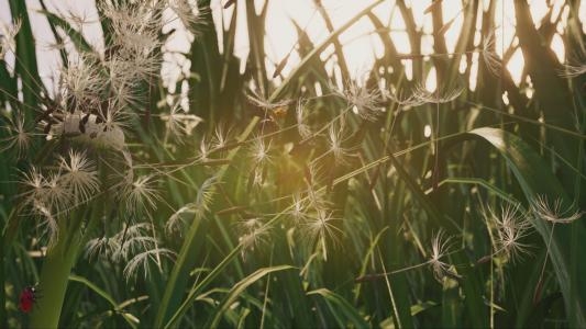 昆蟲:Xbox One X增強體驗 – 遊戲内參